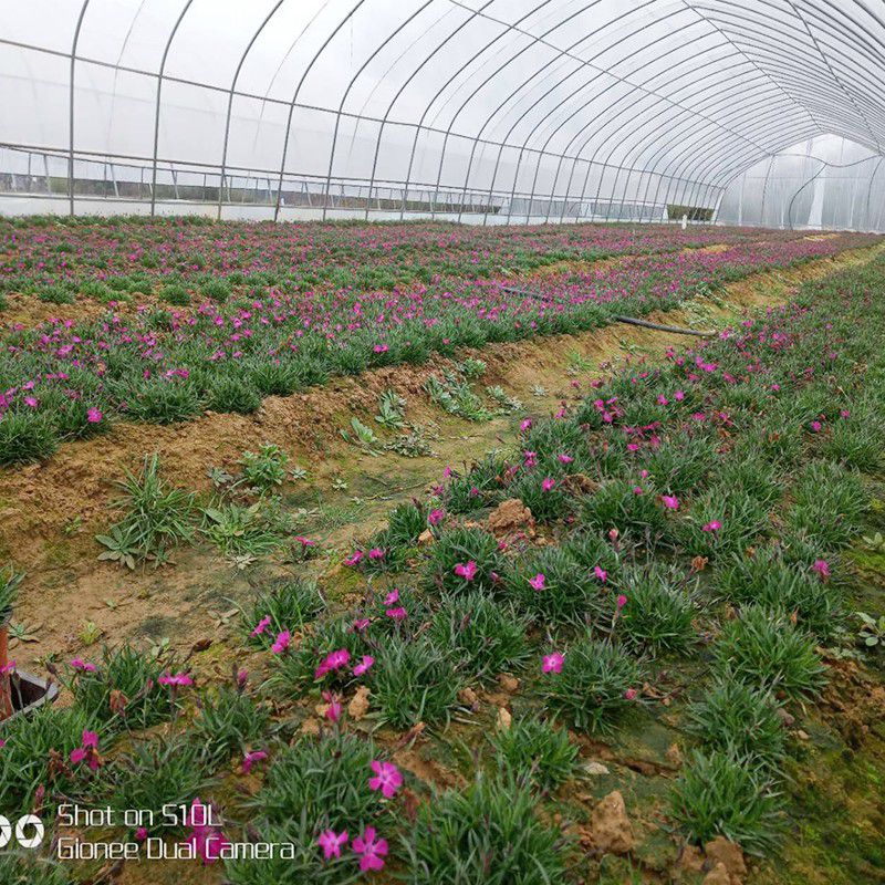 沈陽(yáng)花卉大棚